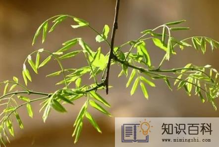 2024无春年是按农历还是阳历算1