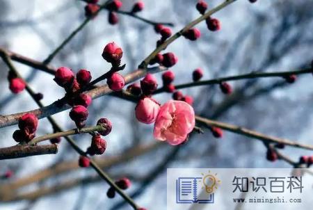 2024无春年结婚得提前去婆家过年吗1