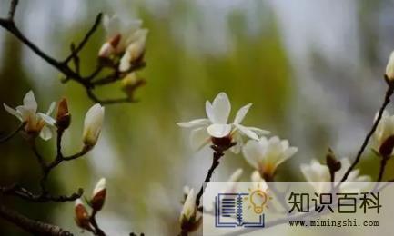 2024无春年结婚得提前去婆家过年吗2