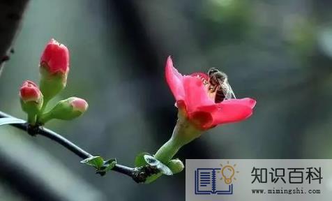 2024无春年结婚得提前去婆家过年吗3