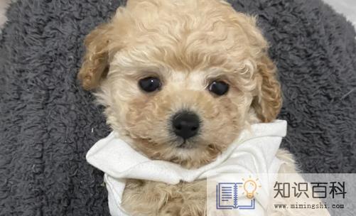 买狗不退打12315有用吗1