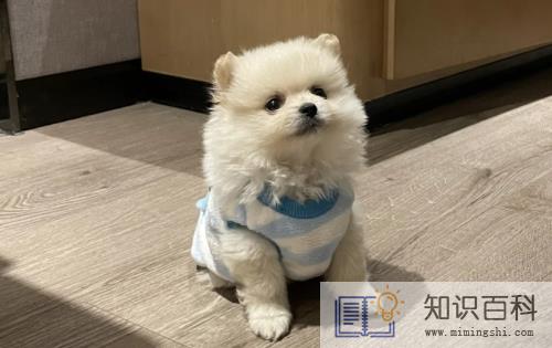 买狗不退打12315有用吗2