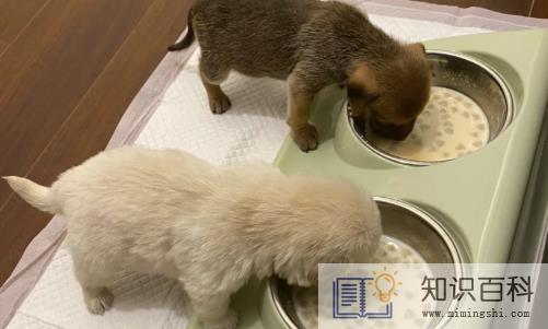 买狗不退打12315有用吗3