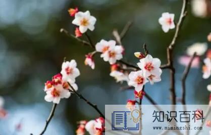 2023年兔年两头春好不好1