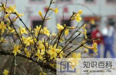 2023年兔年两头春好不好2