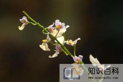 2023年兔年两头春好不好3