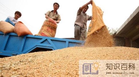 2023千年大旱爆发粮食危机吗3