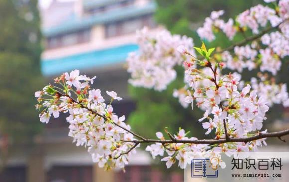 2023武大可以进去看樱花吗1