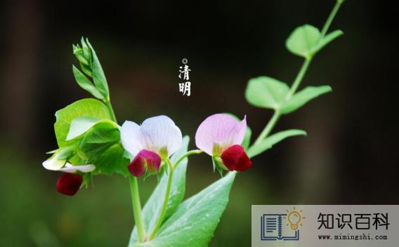 新坟清明节当天可以上坟吗2