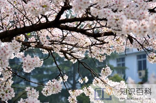 2023年武大樱花怎么预约2