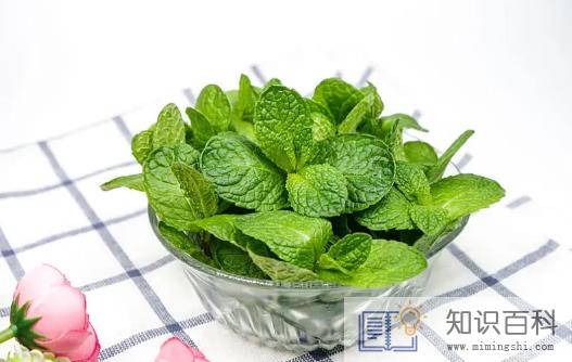 老鼠怕什么气味一闻就跑1