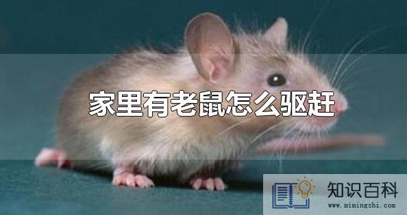 老鼠怕什么气味一闻就跑4