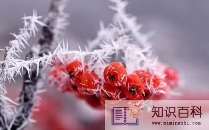 霜降还能种葱吗1