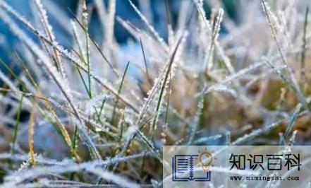 霜降还能种葱吗2