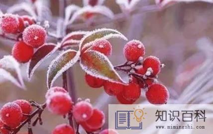 霜降还能种葱吗3