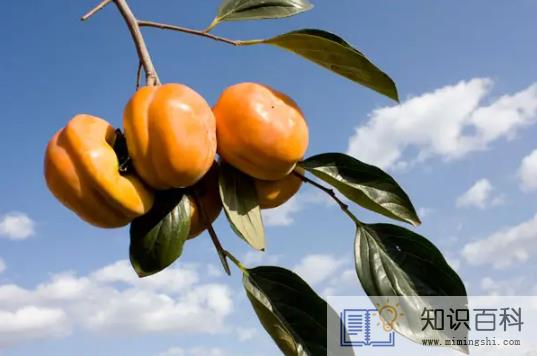 柿子和螃蟹间隔两小时可以吃吗2