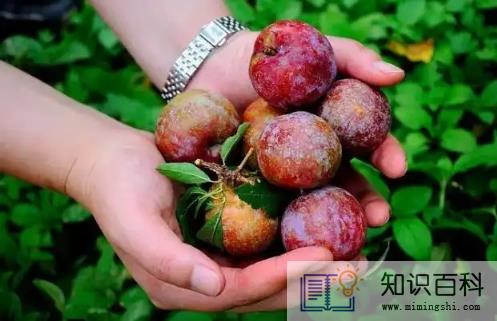 三华李的功效与作用3
