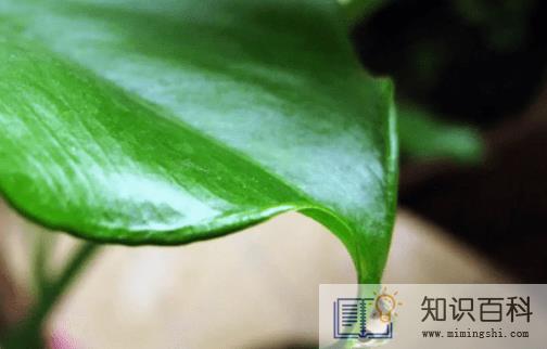有小孩家庭适合放滴水观音吗2