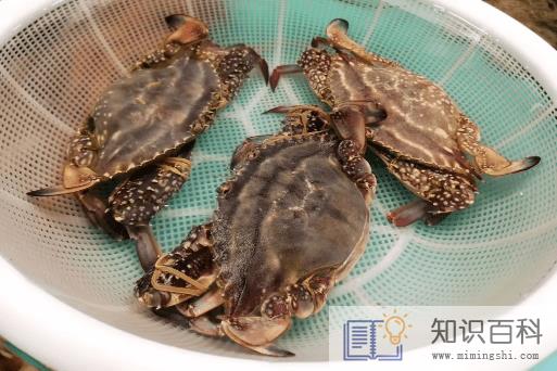 网上买梭子蟹为什么都是冷冻的1