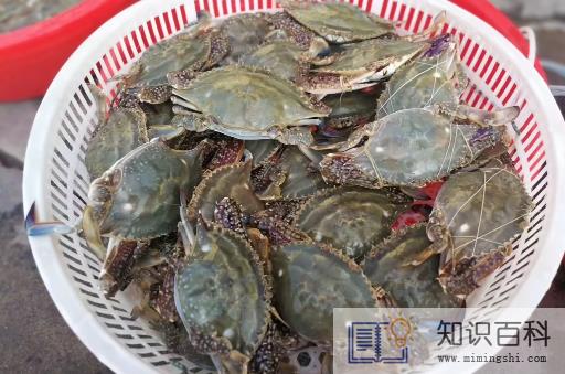 网上买梭子蟹为什么都是冷冻的2