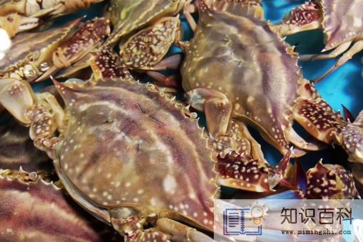 梭子蟹蒸了肚子张开还是卷起来2