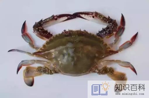 梭子蟹洗好放冰箱第二天烧可以吗2