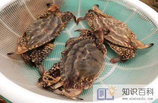 梭子蟹蟹黄在外面正常吗2