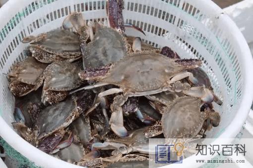 梭子蟹冻死了能不能吃了2