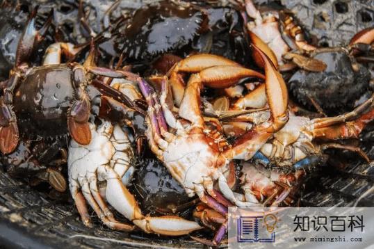 吃了死梭子蟹怎么办2