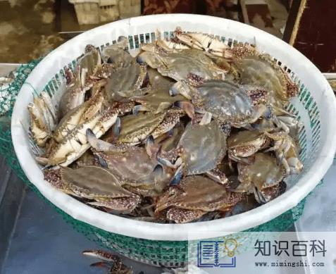 死梭子蟹吃了会有什么后果3