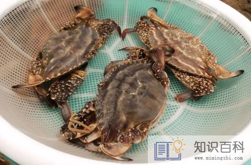 梭子蟹一斤能买两个吗2