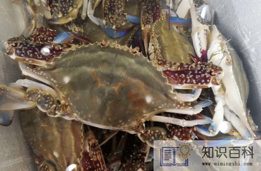 梭子蟹买多大的合适1