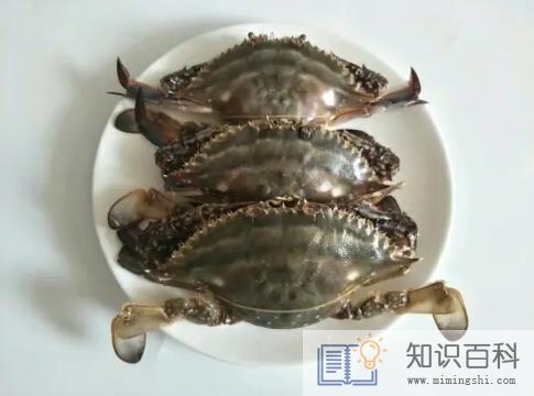 二母梭子蟹几月最肥3