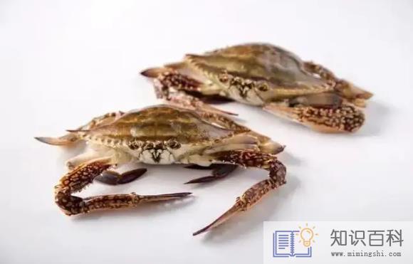 梭子蟹大的贵还是小的贵1