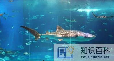 去海洋馆穿蓝色衣服好不好看2