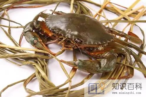 青蟹脚掉了还能吃吗3