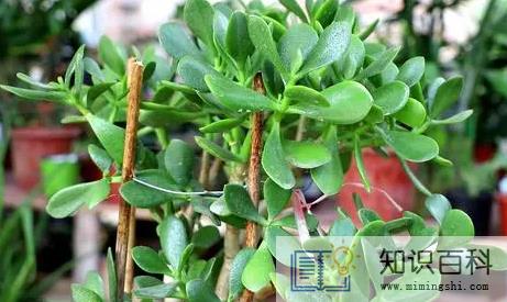 家里养玉树对身体好吗3