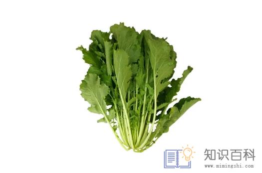 雪里蕻的功效与作用2