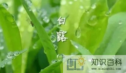 白露节气吃什么养生 2
