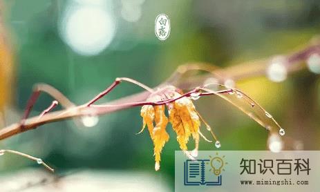 白露节气吃什么养生 3