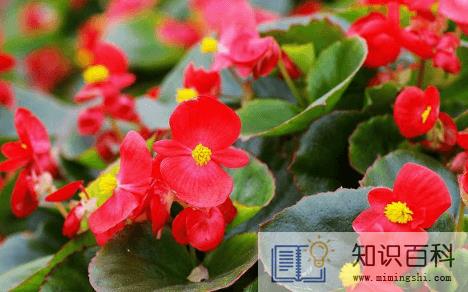 玻璃翠可以在室内养吗1
