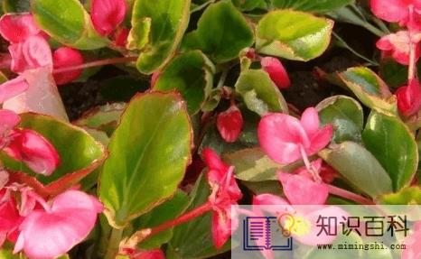 玻璃翠可以在室内养吗2
