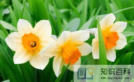 水仙花在一天的几点钟开花2
