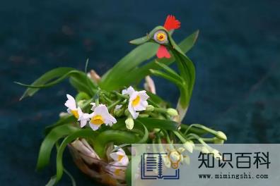 水仙花在一天的几点钟开花3