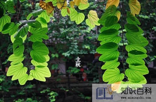 2022广东立秋后多久才凉快1