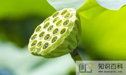 新鲜莲子可以冷冻保存吗3