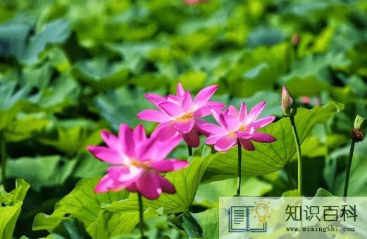 2022年二伏是几月几号哪一天2