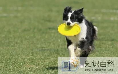 飞盘是不是用遛狗的2