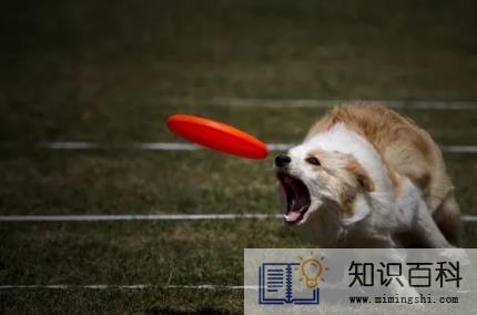 飞盘是不是用遛狗的3