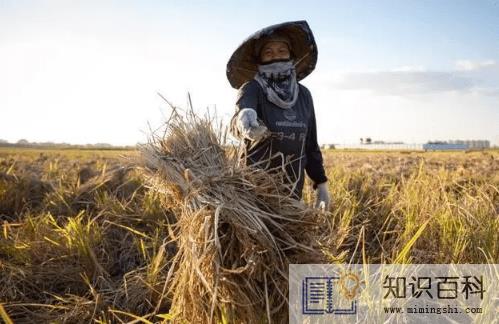 秋收是立秋还是秋分20221